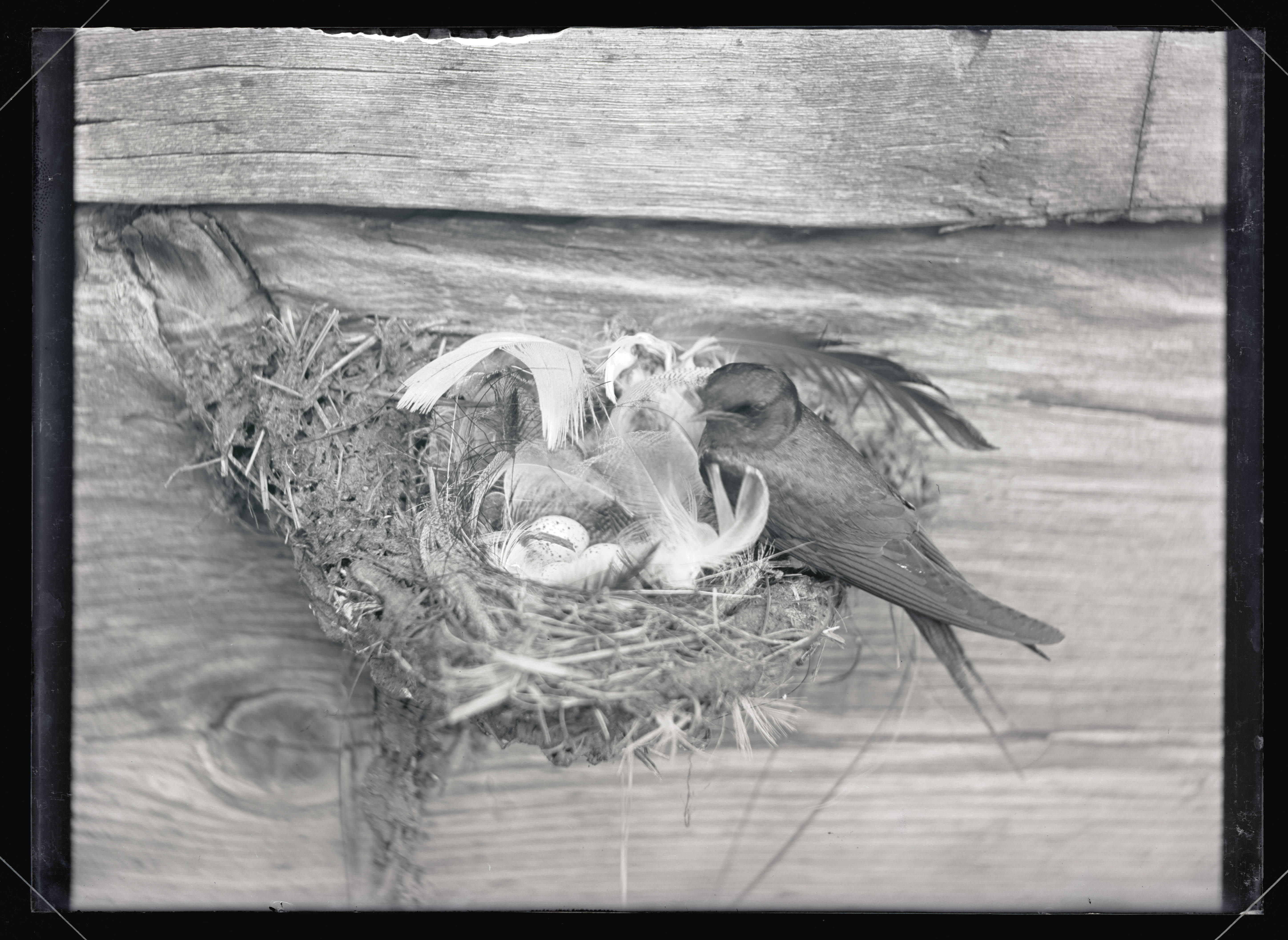 3667b4e2-2926-4d7d-91d3-3271e23de633-orglot369_finleya2362